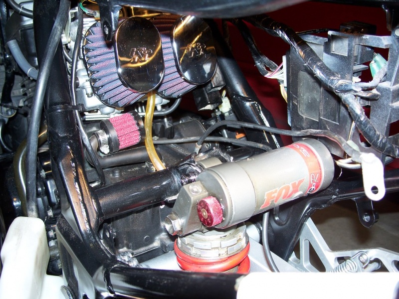 File:Fox-06.jpg